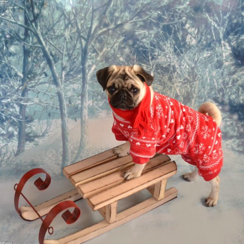 Pyjama Chien Coton Bio — Collection Dodo Câlin